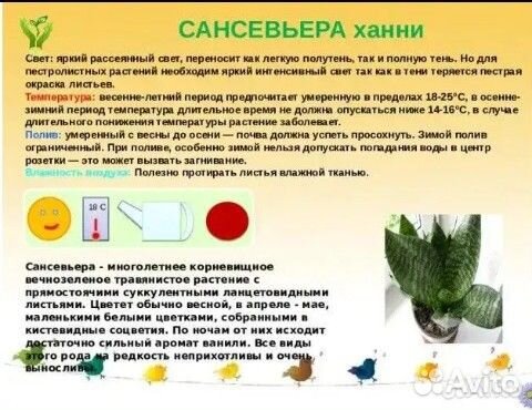 Комнатные цветы