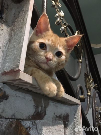 Котенок мальчик