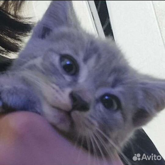 Кошка в дар бесплатно