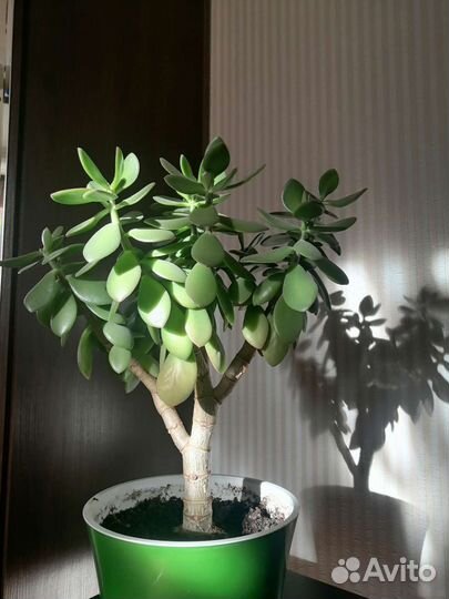 Денежное дерево Толстянка крассула