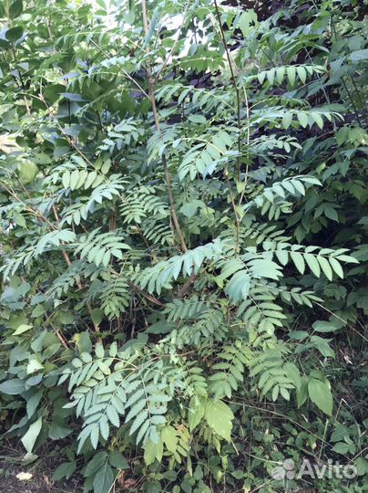 Саженцы дуба и др