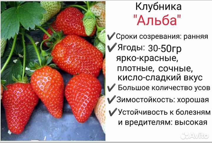 Рассада клубники 9 сортов