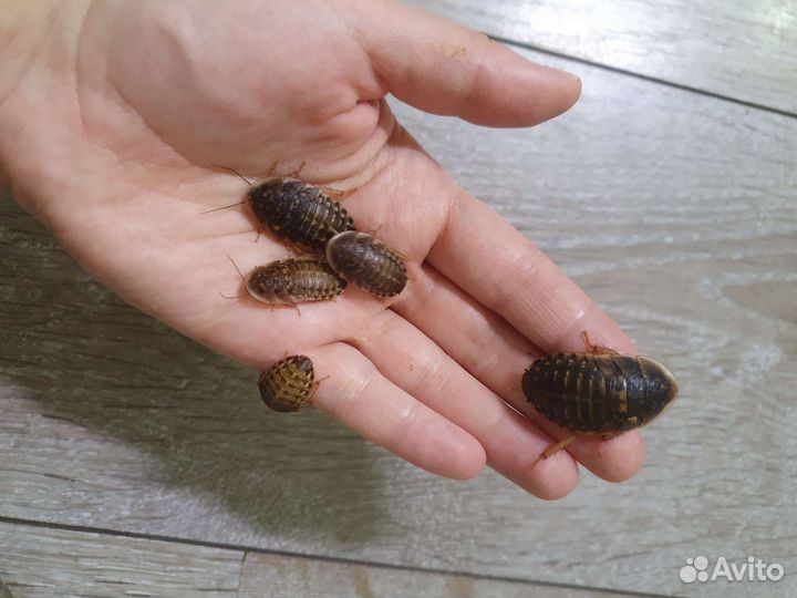 Кормовые насекомые сверчки зоофобус