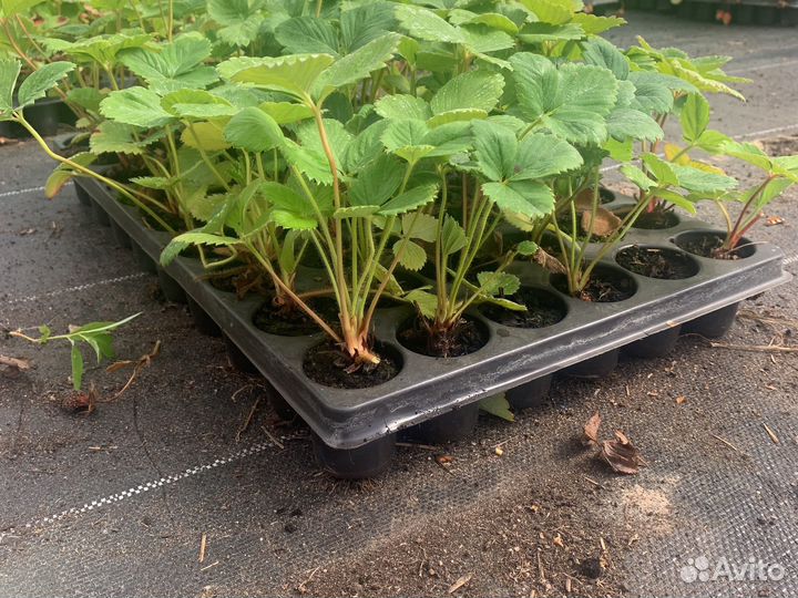 Рассада клубники