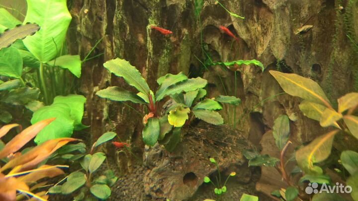 Буцефаландры