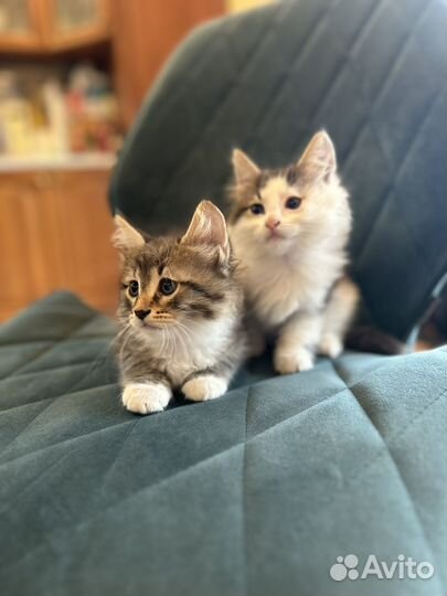 Кошки в добрые руки бесплатно