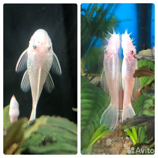 Анциструс l144 Snow White, Компрессор