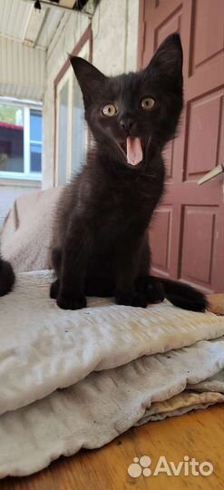 Отдам котят в добрые руки