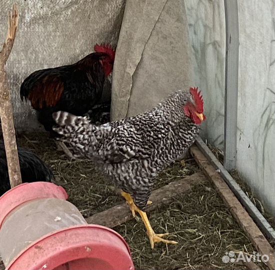 Петух Плимутрок