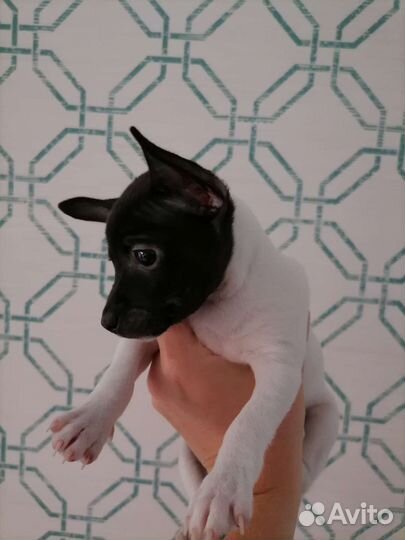 Щенок (сука) той-фокстерьера