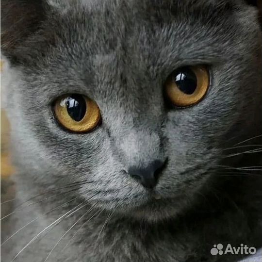 Котик породы «Русская голубая« в добрые руки