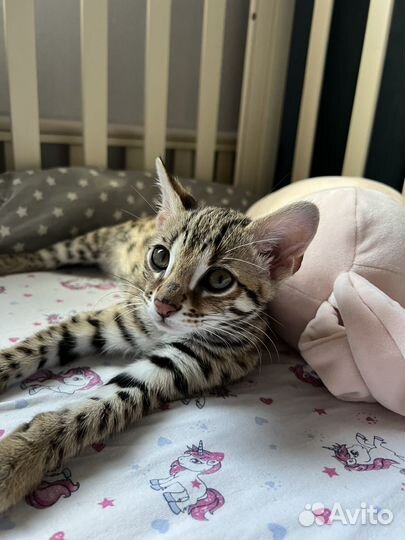 Бенгальский кот F1 (50 алк)