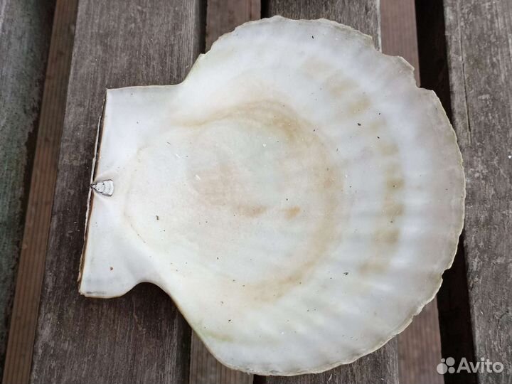 Ракушка статуэтка-тарелка для украшений