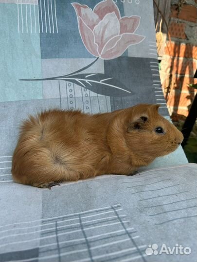 Морская свинка с клеткой