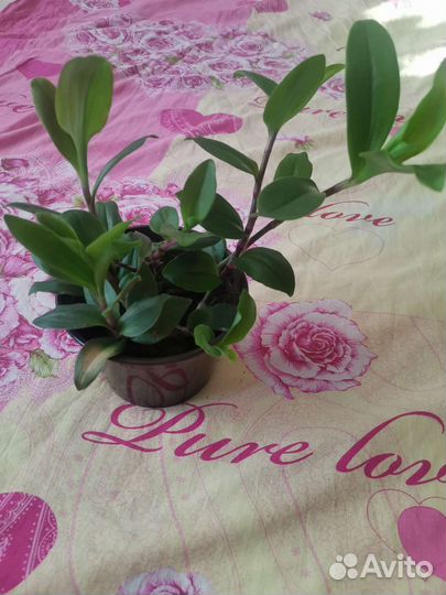 Традесканция