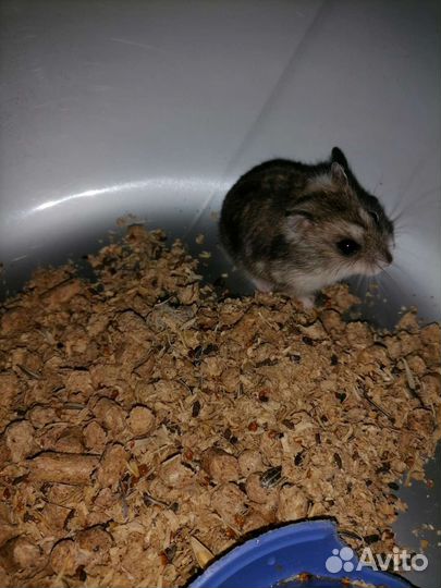 Джунгарский хомяк