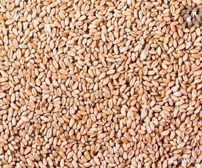 Продам рожь, ячмень