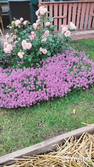 Почвопокровники неприхотливые рассада