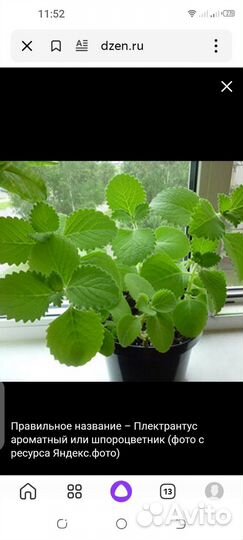 Мята домашняя