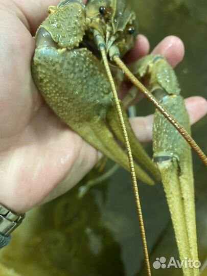 Раки речные Волга/ краб Мурманск