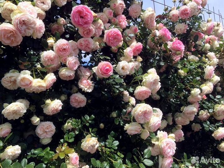 Саженцы плетистых и кустовых роз