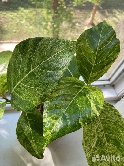 Фикус Септика Голд