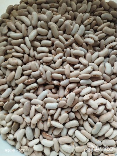 Фасоль кустовая