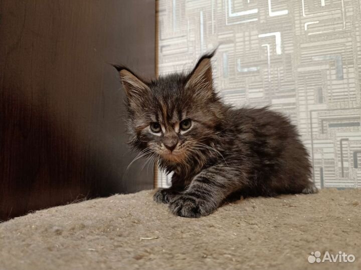 Котята мейн-кун