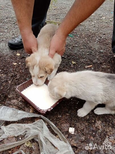 Щенок в добрые руки бесплатно