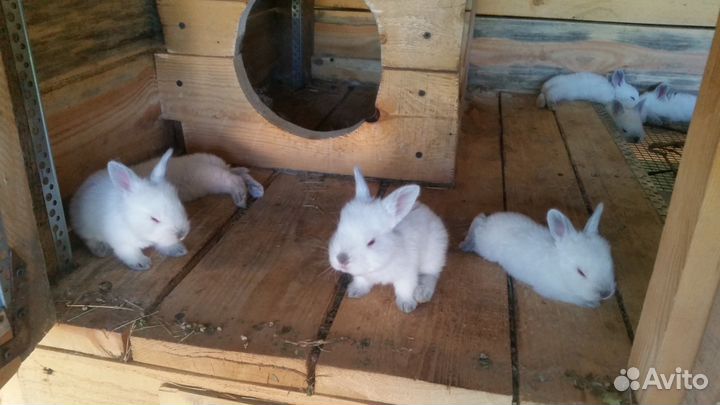 Кролики на племя