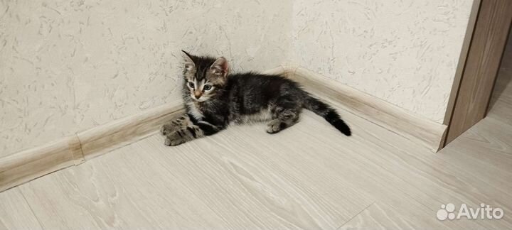 Кошка в дар бесплатно