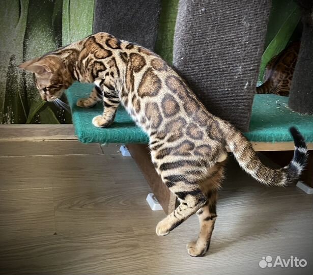 Бенгальский котик в разведение
