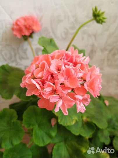 Герань пеларгония