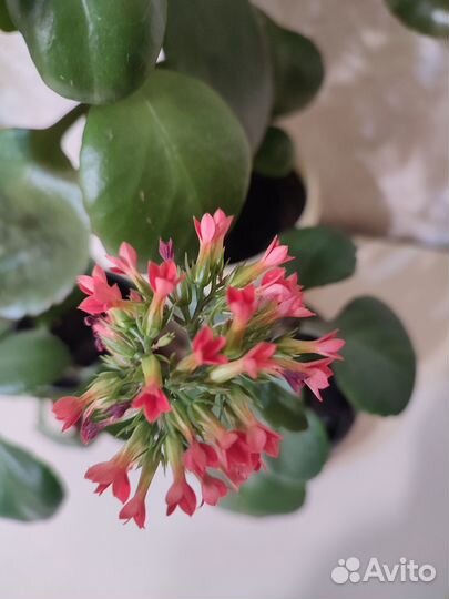 Каланхоэ красный