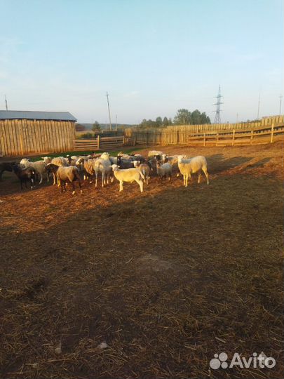 Бараны, ягнята, овцы