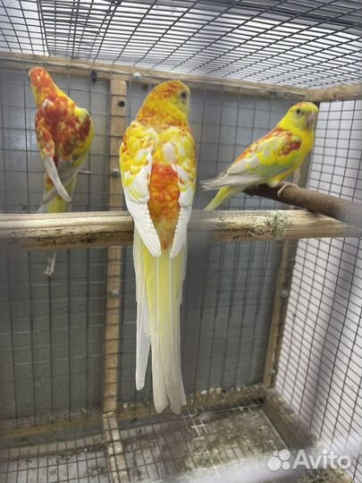 Певчие попугаи и другие