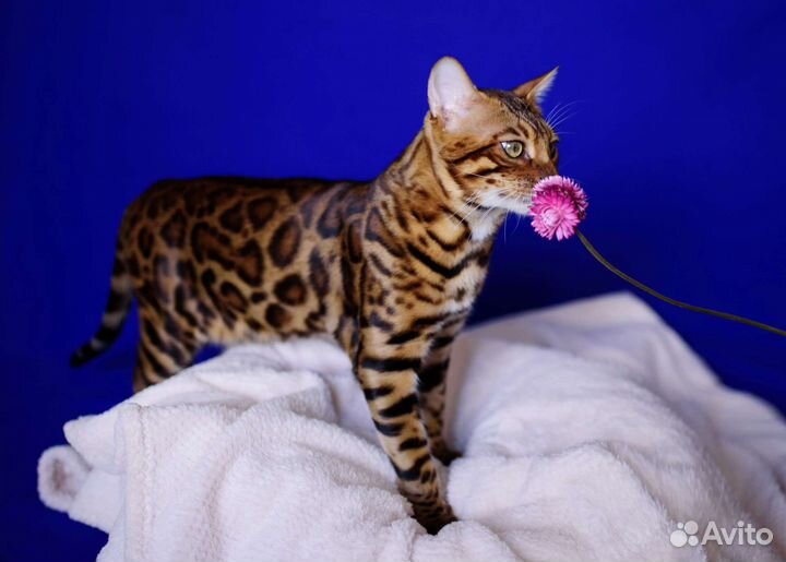 Бенгальский кот вязка