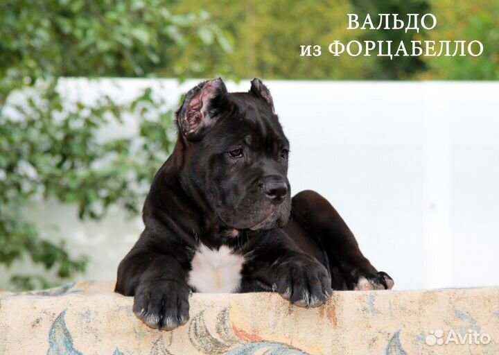 Щенки кане корсо из питомника