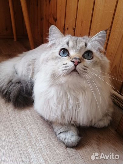 Длинношерстный британец