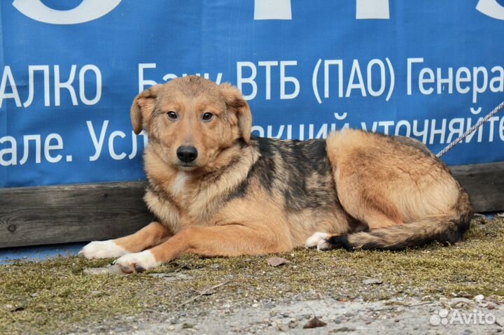 Собака из приюта в добрые руки. Питер