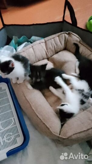 Котята в добрые руки