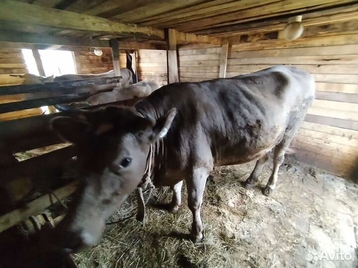 Телка стельная