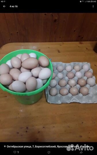 Инкубационное яйцо. Порода кучинская юбилейная