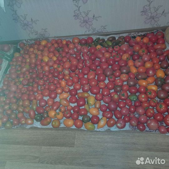 Томаты со своего огорода