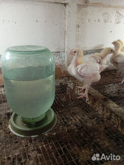 Цыплята бройлеры кобб 500