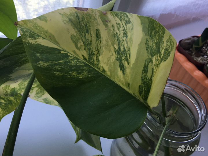 Монстера yellow желтая