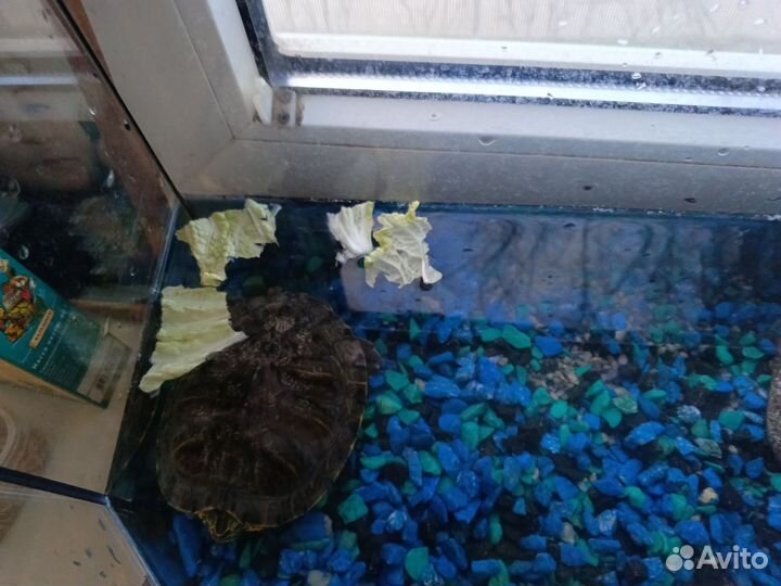 Подарю черепашку , В добрые руки