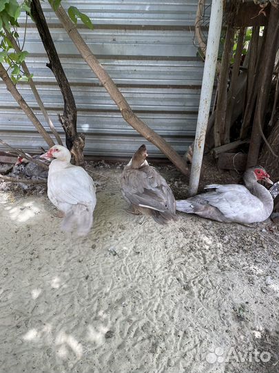 Мускусные утки тяжелые линии