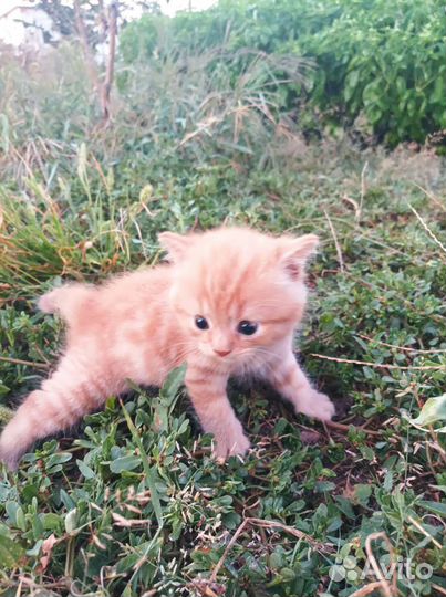 Котята мальчики