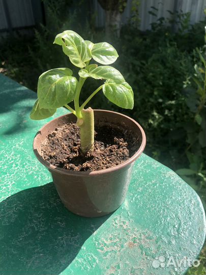 Томатное дерево (цифомандра)